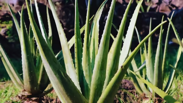 Aloe Vera (Canva) Aloe Vera