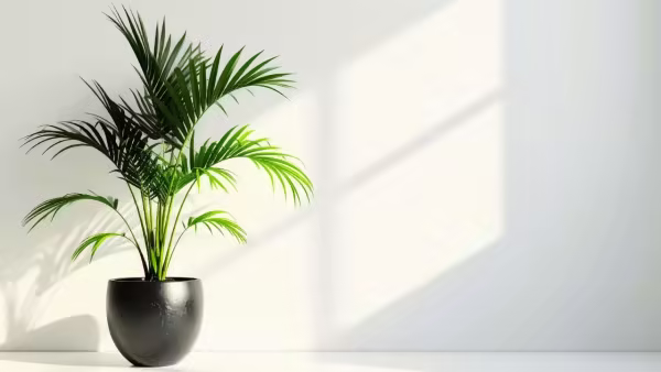 Palm (Canva) Palm