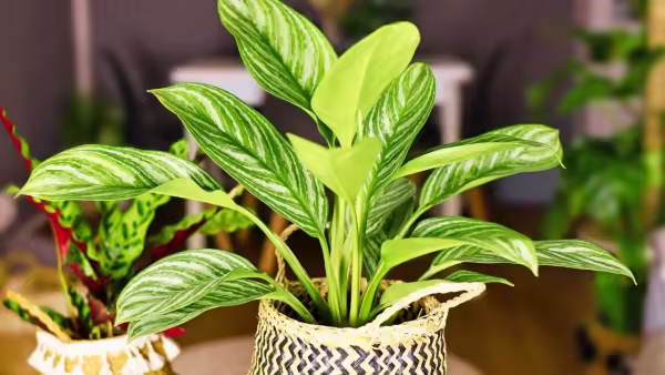 Chinese evergreen (Canva) Chinese evergreen