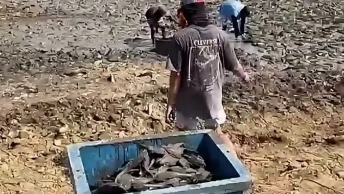 Kondisi Sungai Silugonggo Pati mengering akibat kemarau ekstrim dan dipenuhi bangkai ikan. (Liputan6.com/ Arief Pramono)