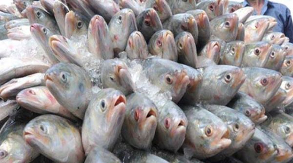 Bangladesh to export 2520 tonnes of Hilsa ahead of Durga Puja