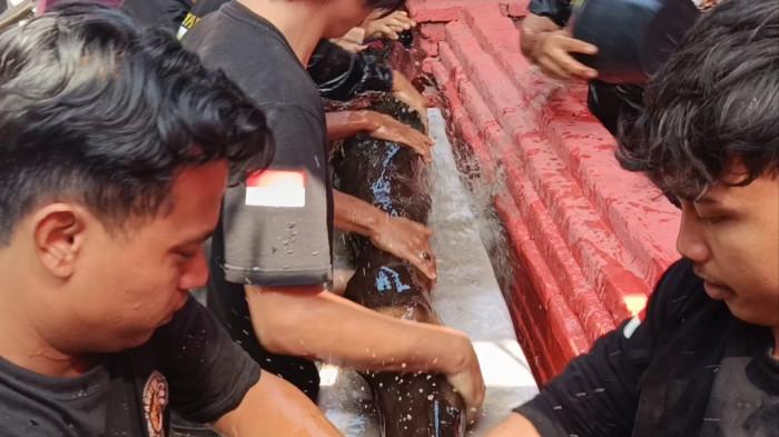 KAYU DIANGKAT - Kayu yang dikenal masyarakat sebagai Buyut Kayu Perbatang Pangeran Mancur Jaya itu diangkat dari dalam Balong Kramat Tuk Pangeran Mancur Jaya, Desa Kertawinangun, Kecamatan Kedawung, Kabupaten Cirebon, Rabu (2/9/2026)