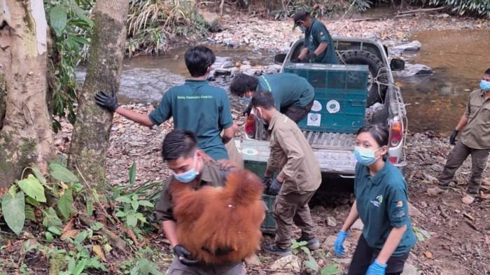 ORANGUTAN - Lima orangutan Sumatra menjalani rehabilitasi lanjutan di Stasiun Rehabilitasi Orangutan Danau Alo, Kabupaten Tanjung Jabung Barat, Jumat (4/9/2026). Satwa itu akan dilepasliarkan ke kawasan Taman Nasional Bukit Tigapuluh (TNBT), Provinsi Jambi. (Dok. BKSDA Provinsi Jambi)