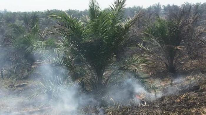 kondisi karhutla di Taman Hutan Raya (Tahura) Sultan Thaha Syaifuddin, Kabupaten Batang Hari