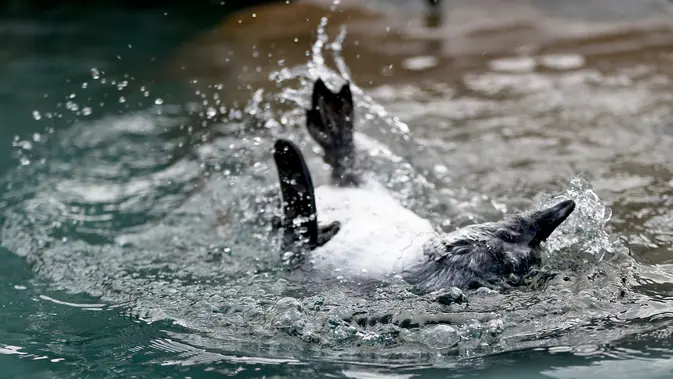 Seekor penguin Afrika diajari cara berenang di habitat penguin. (AP Photo/Keith Srakocic)