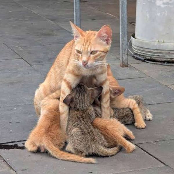 Golden-Cat