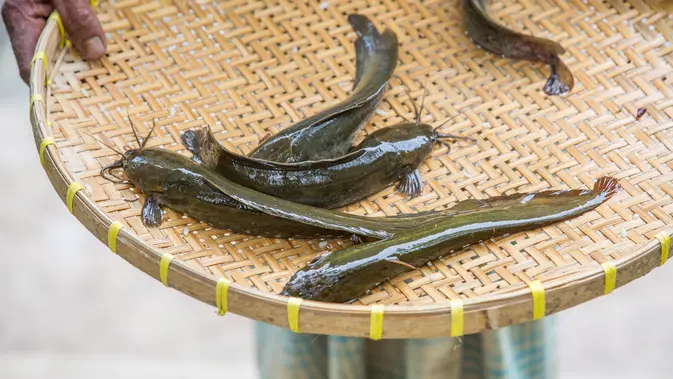 Ilustrasi Ikan Lele (Photo by Mahmudul Hasan on Pexels)
