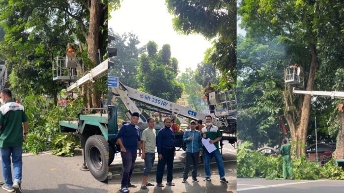 PANGKAS POHON PESTIGO - Kolaborasi lintas sektor merealisasikan penataan jalan dan penyemprotan hama di kawasan Masjid Raya Kota Bogor.