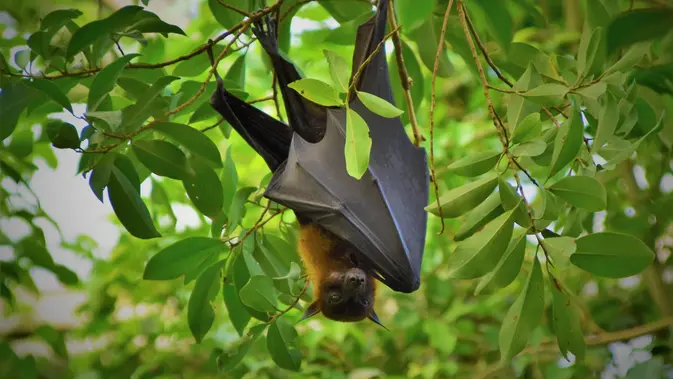 Virus Nipah berasal dari kelelawar buah yang ditularkan ke babi atau hewan pembawa lainnya. (Foto: Unsplash/Waldemar)