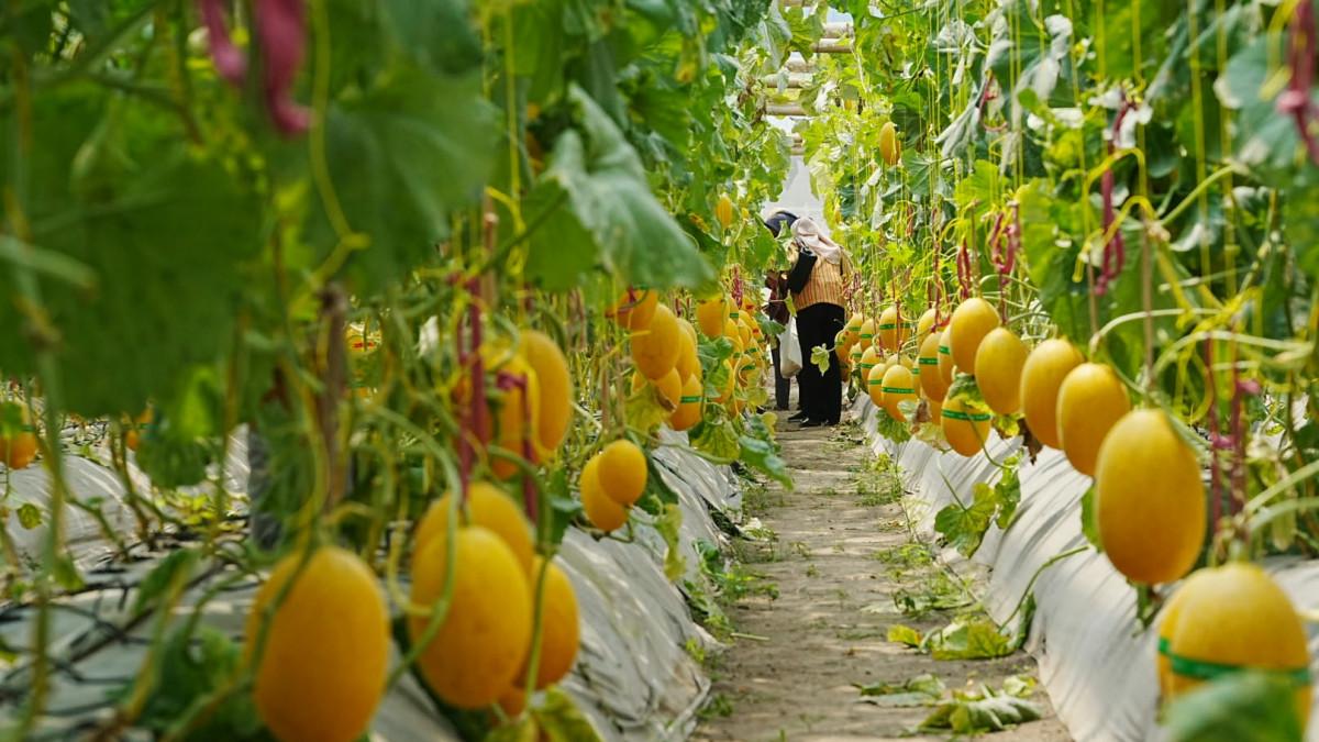 POTENSI DESA JOHO - Tanaman melon tumbuh di dalam greenhouse Pamenang Farm yang dibangun menggunakan anggaran ketahanan pangan Desa Joho 2026.