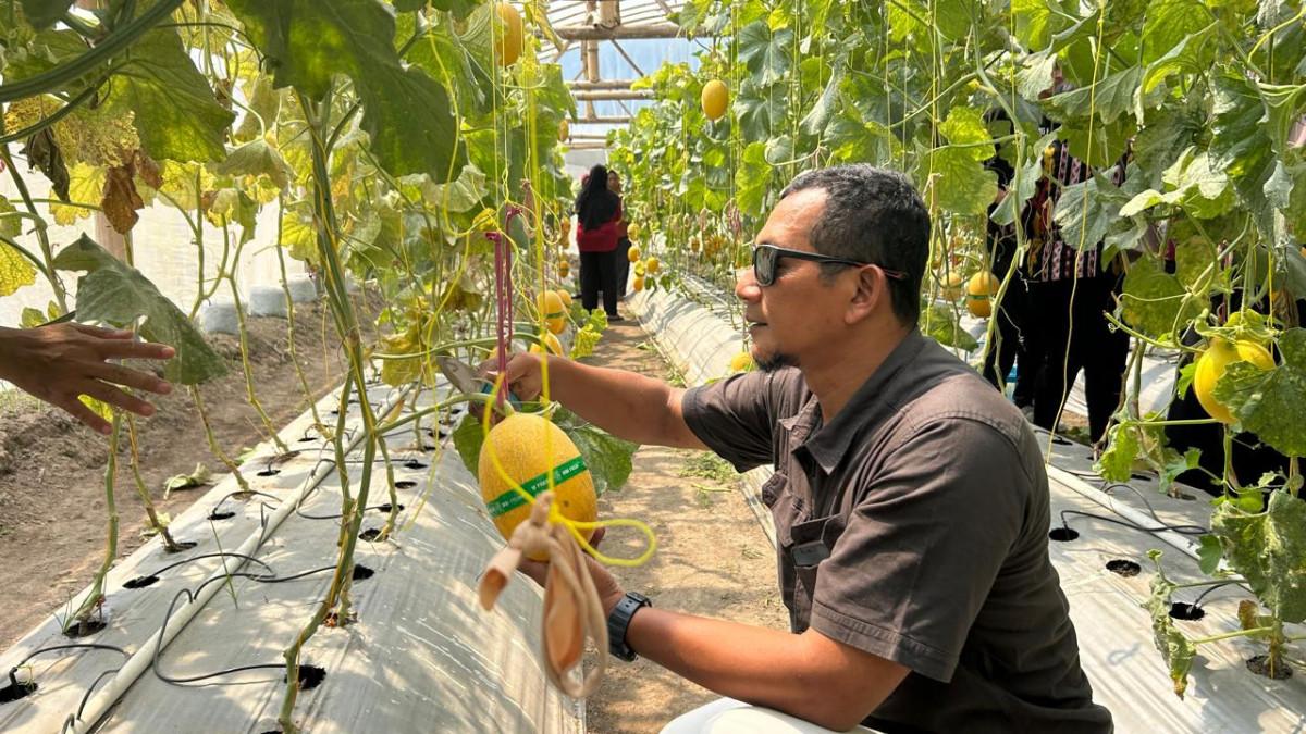 POTENSI DESA JOHO - Pengunjung memetik melon di Greenhouse Pamenang Farm, Desa Joho, Kecamatan Prambanan, Klaten, Kamis (3/9/2026).