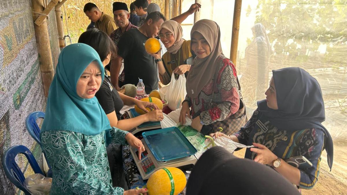 POTENSI DESA JOHO - Melon hasil petik pengunjung ditimbang sebelum dibawa pulang dari di Greenhouse Pamenang Farm, Desa Joho, Kecamatan Prambanan, Klaten, Kamis (3/9/2026).