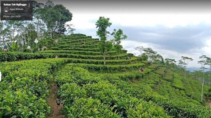 Kebun Teh Nglinggo di Kulon Progo