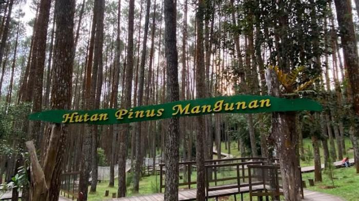 Hutan Pinus Mangunan