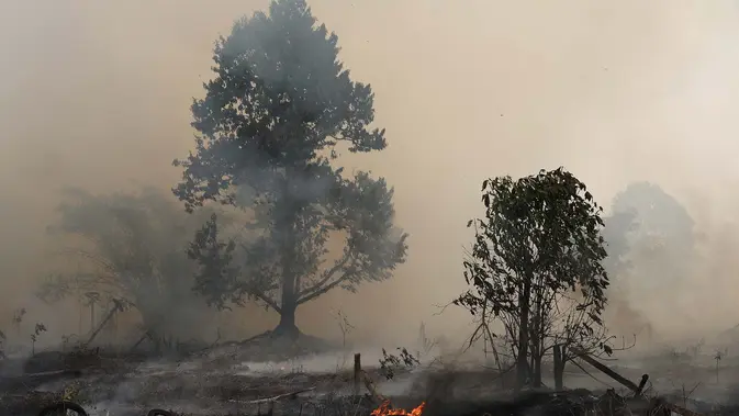 Pohon-pohon yang terbakar terlihat saat api melalap lahan gambut di Kubu Raya, Kalimantan Barat, Indonesia, Selasa, 11 Agustus 2026 Pohon-pohon yang terbakar terlihat saat api melalap lahan gambut di Kubu Raya, Kalimantan Barat, Indonesia, Selasa, 11 Agustus 2026. (AP Photo/Stefanus Taman)