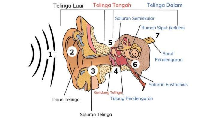Mengenal Bagian-Bagian Telinga dan Fungsinya