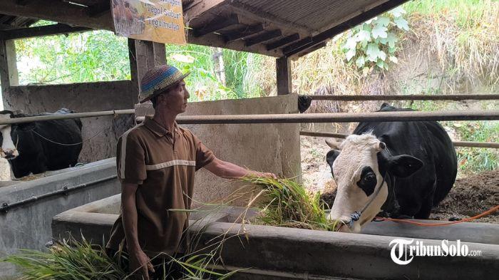 TERNAK - Warga saat memberi pakan rumput ke sapi, Dukuh Grinting,
