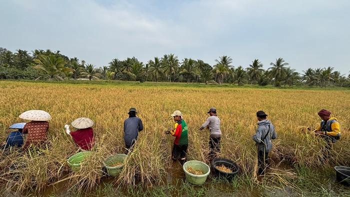 PT Barito Galangan Nusantara (BGN) panen padi di Desa Tinggiran II Luar
