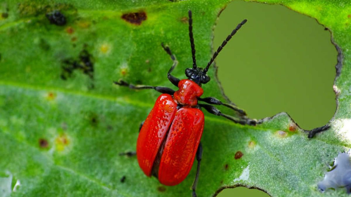 HAMA - tanaman di kebun mulai terganggu hama? simak 8 cara alami untuk mengatasinya agar tanaman tetap sehat, subur, dan terawat setiap hari!