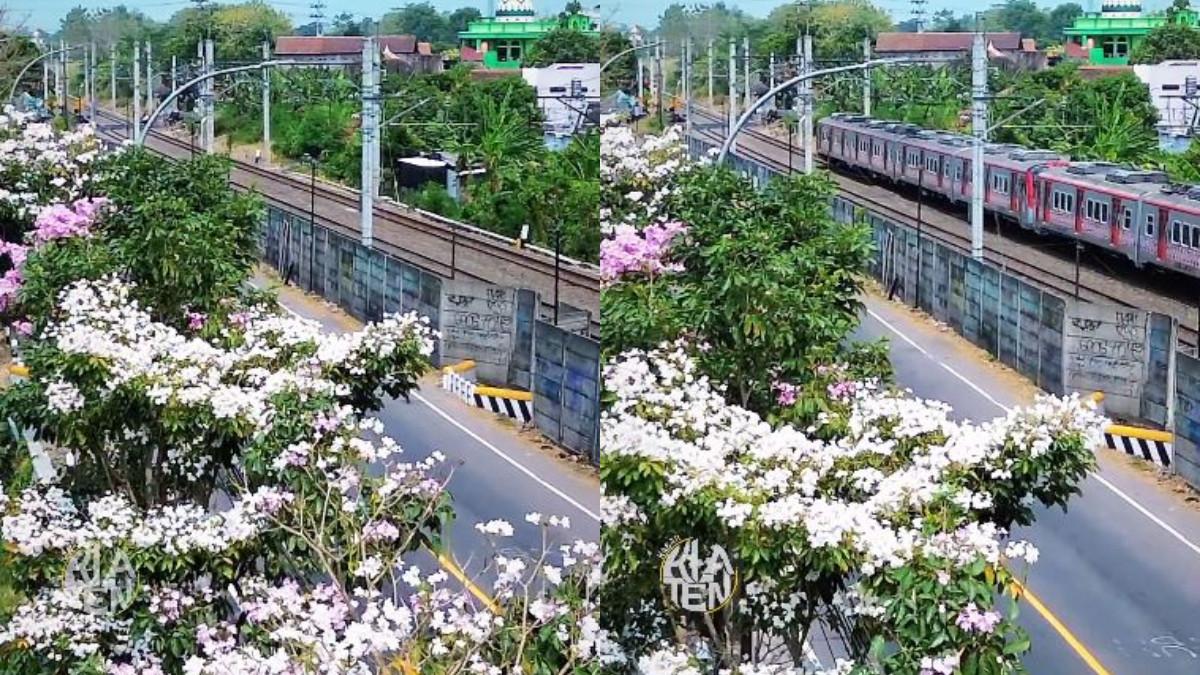 KABAR KLATEN - Indahnya jalur By Pass Klaten, berhias bunga Tabebuya bermekaran bak Negeri Sakura.