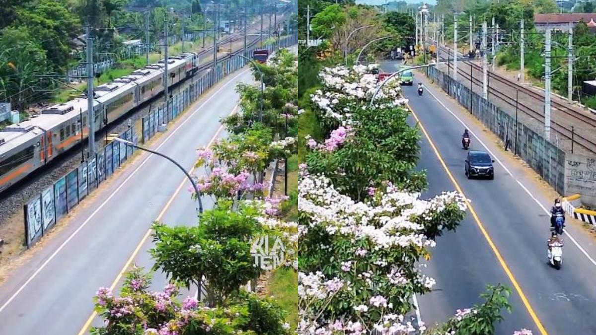 KABAR KLATEN - Indahnya jalur By Pass Klaten, berhias bunga Tabebuya bermekaran bak Negeri Sakura.