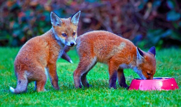 Picture of fox cubs eating from a pet bowl 