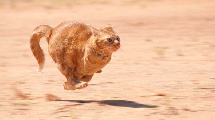 20261009 - kucing zoomies