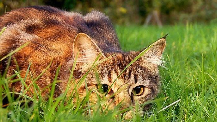 Kucing memiliki naluri berburu yang membuatnya terdorong untuk mengejar, menerkam, dan bergerak cepat (Pinterest @aandrulli)