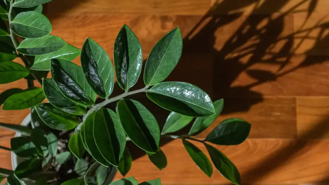 Cara Merawat Pohon Dolar Agar Tidak Menguning dengan Rutin Memeriksa Akar saat Daun Terus Menerus Menguning (dok. Unsplash/georgia_vis).