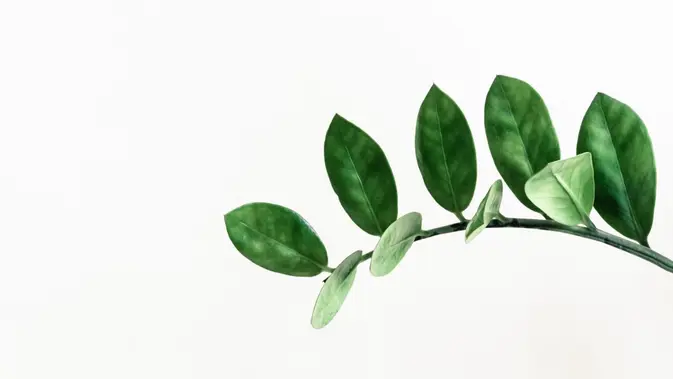 Cara Merawat Pohon Dolar Agar Tidak Menguning dengan Meletakkannya di Area yang Terkena Cahaya Matahari. (dok. Unsplash/ Pawet Czerwinski)