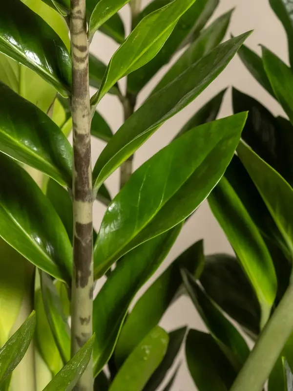 Cara Merawat Pohon Dolar Agar Tidak Menguning dengan Merawat dan Memantau Secara Berkala. (dok. feey/Unsplash)